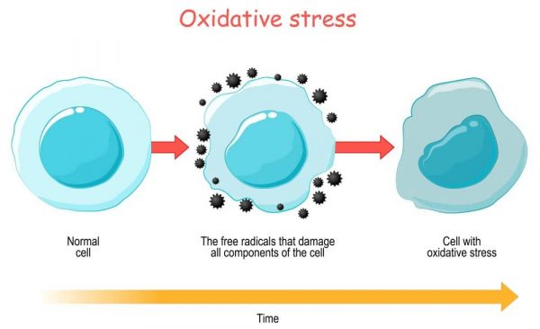 Oxidative stress is caused when free radicals outnumber the antioxidants in your body.